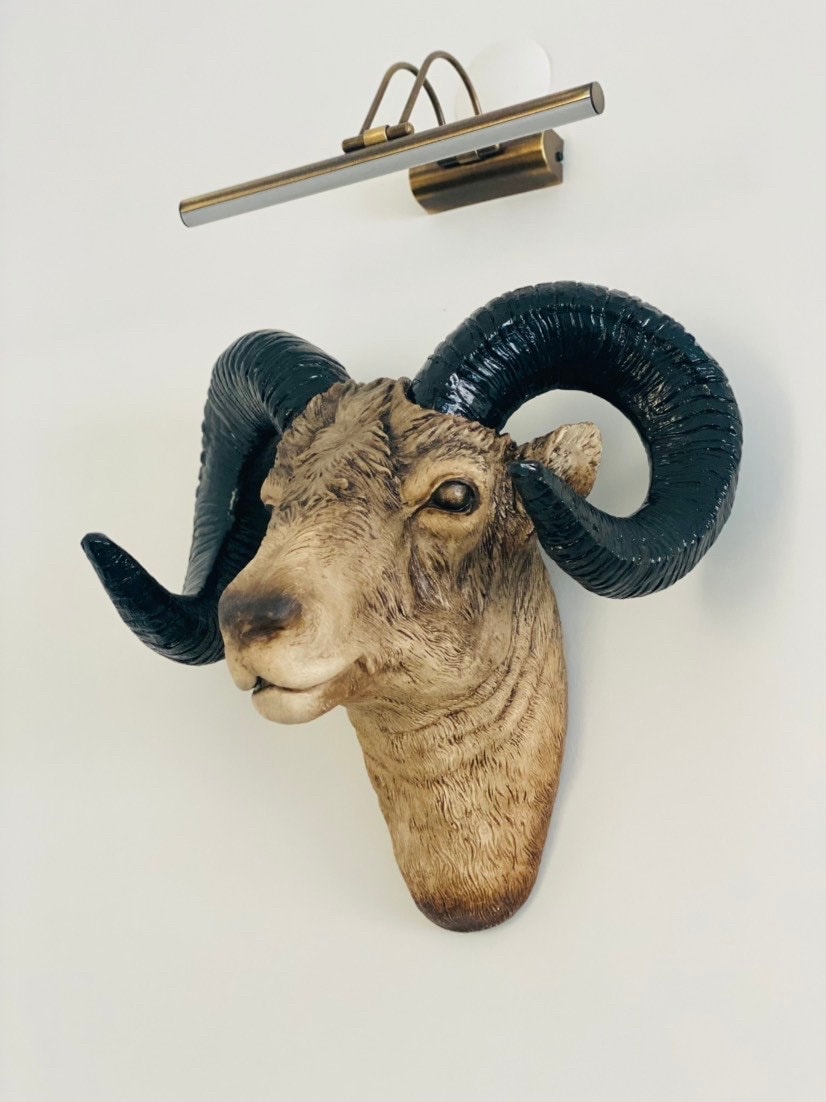 XL Natural Ram Head Wall Mount W/ Large Horns the XL RAM Etsy