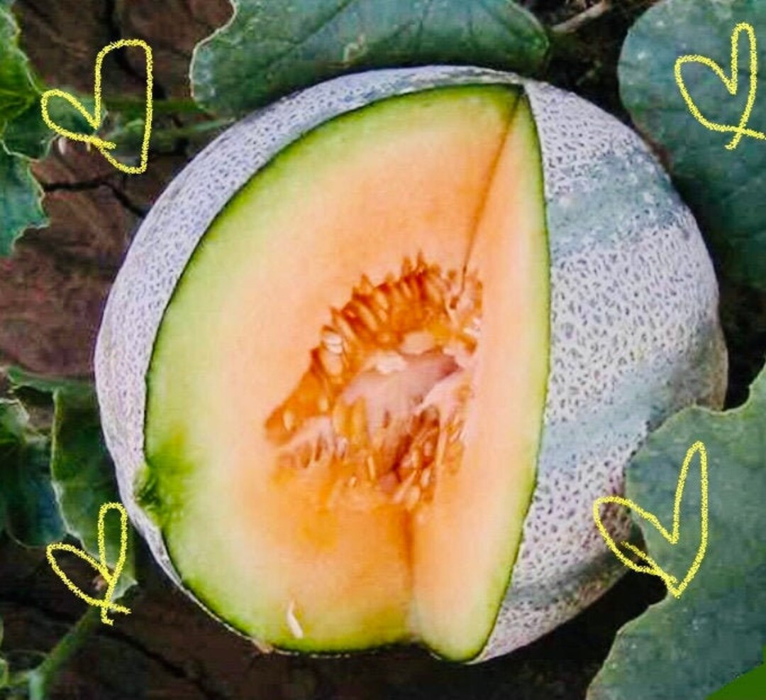 Cantaloupe Seedsplanters Jumbo Cucumis Melo120seeds Etsy