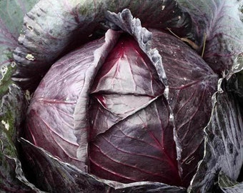 Organic-cabbage seeds- red arce(150+Seeds)