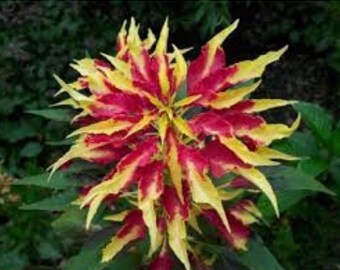 Amaranthus seed-Tricolor