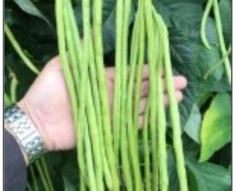 Yard long bean seed- You Fong Wong