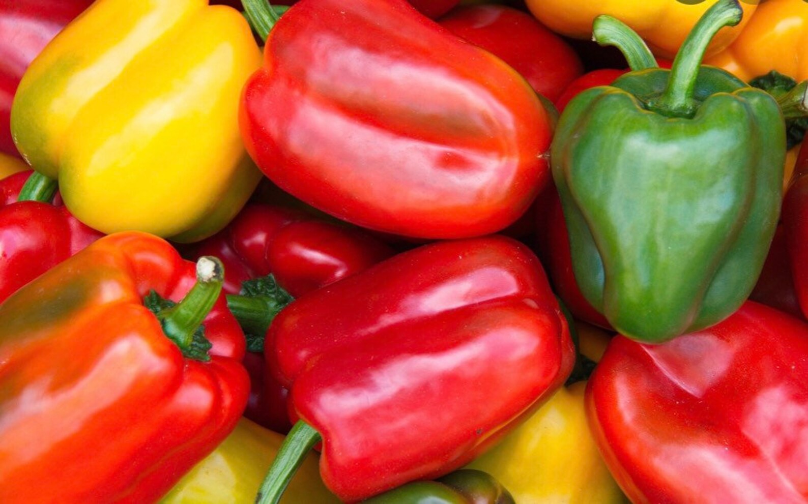 Bell Pepper Mix Blending Colors 120 Seeds Etsy
