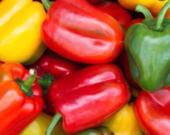 Bell pepper- mix blending colors (120 seeds)