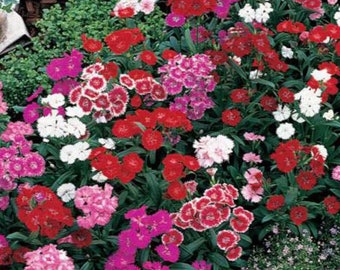 Dianthus seeds-Telstar series Mix