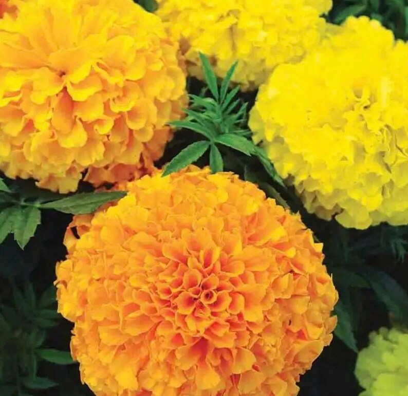 Marigold Seedcracker Jack Etsy