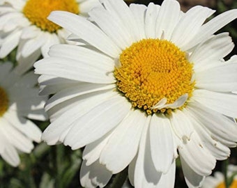 Shasta Daisy seed-Alaska