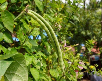 Yard Long Bean (20seeds) 3.29