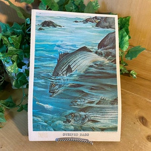 May include: Vintage print of a striped bass fish swimming in the water. The print is titled "Striped Bass" and is from the Fish and Game Collection.