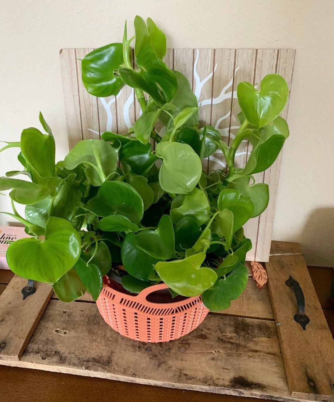 Philodendron Grazielae cutting image 0