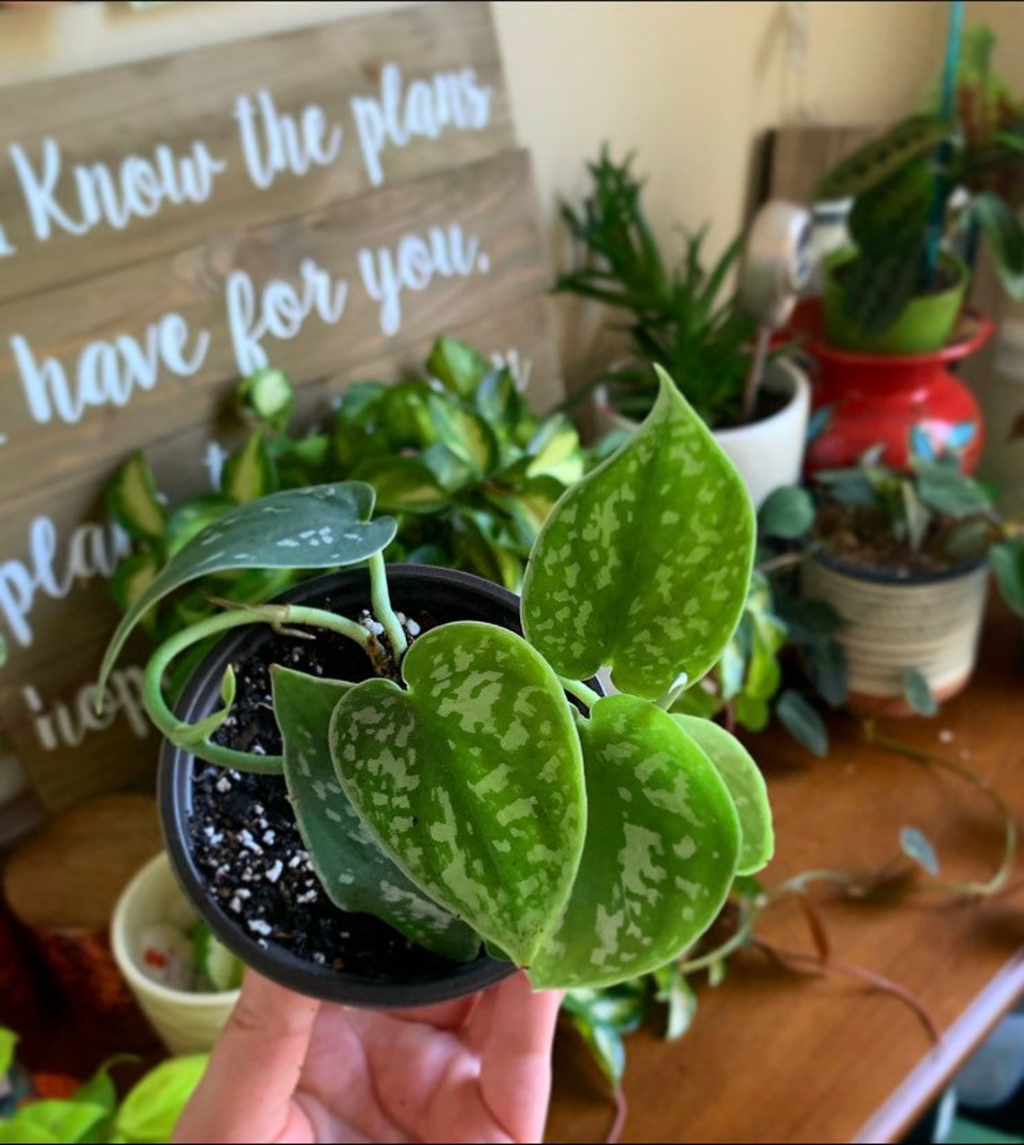 Pothos de plata en una olla de 35 Etsy