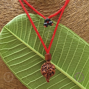 4 Mukhi Rudraksha, Adjustable Rudraksha Pendant, Nepal Rudraksha Bead, Rudraksha Necklace, 4 Face Rudraksha Seed, Shiva Rudraksha