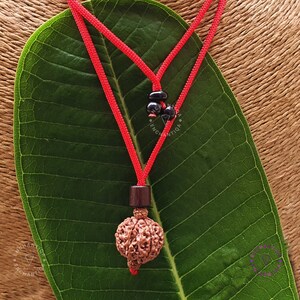 7 Mukhi Rudraksha, Adjustable Rudraksha Pendant, Nepa Rudraksha Bead