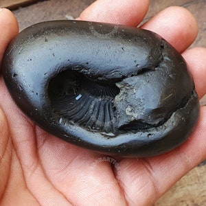 Narsimha Shaligram From Gandaki River Nepal, Holy Stone, Saligram Stone, Ritual Object, Salagram Stone, Hindu Devotion