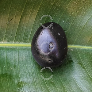 Ram Shaligram • Rama Shaligram • Natural Gandaki River Nepal • Shaligram Shila Stone • Spiritual Gifts • Altar • Shaligram Stone •  Idol