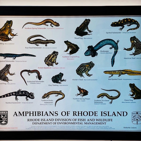 Art Print, Common Amphibians of Rhode Island by Roberta Calore 18 x 24