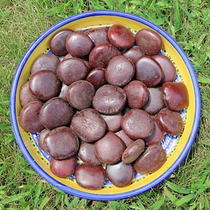 African Dream Bean *USA Shipping* - Entada Rheedii - Shamanic Dream Herb