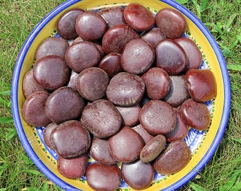 African Dream Bean *USA Shipping* - Entada Rheedii - Shamanic Dream Herb