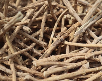 African Dream Root | Silene Capensis (Xhosa Shamanic Dream Herb)