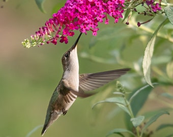 Ruby Throated Hummingbird Photo, Butterfly Bush, Nature Wall Art