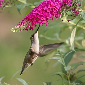 Hummingbird and Butterfly Bush Photo, Hummingbird Wall Art, Bird Wall Art, Bird Pictures, Hummingbird in Flight, Nature Photo