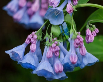 Flower Photography, Bluebell Flower Photo, Spring Photography, Nature Fine Art Photo, Bluebell Flowers, Spring Flower Photo, Wall Art Photo