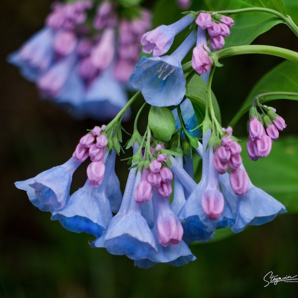 Flower Photography, Bluebell Flower Photo, Spring Photography, Nature Fine Art Photo, Bluebell Flowers, Spring Flower Photo, Wall Art Photo