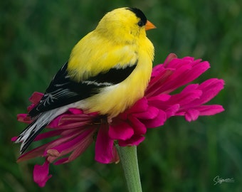 American Goldfinch and Zinnia Flower Fine Art Photography