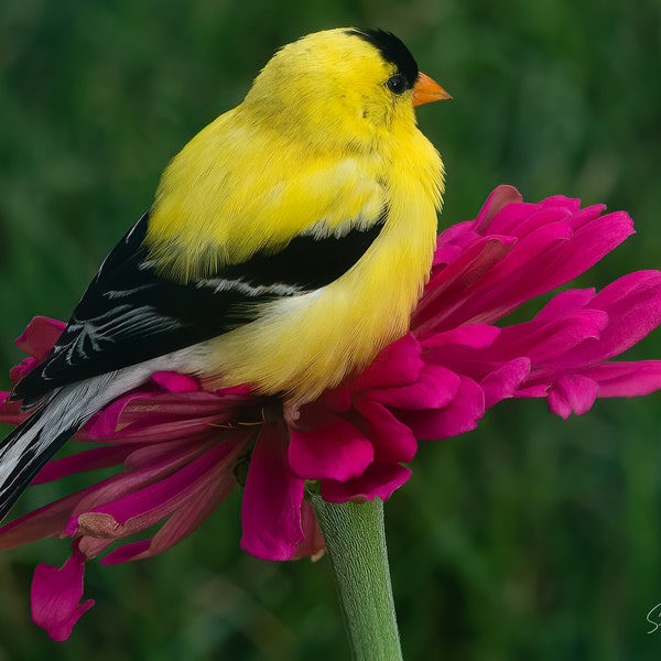 American Goldfinch and Pink Zinnia Flower Photo, Bird Wall Art, Bird Pictures, Flower Photography, Nature Photo