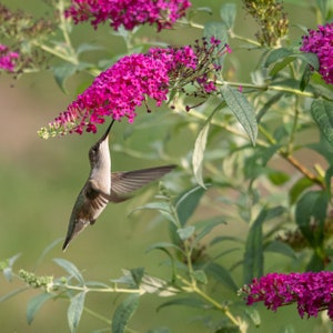 May include: A hummingbird with brown and gray feathers hovers near a cluster of pink butterfly bush flowers.