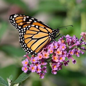 May include: A monarch butterfly with black and orange wings is perched on a cluster of purple and pink flowers. The butterfly is feeding on nectar from the flowers.