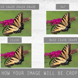 May include: A close-up of a yellow and black butterfly with brown and black wings perched on a pink flower with green leaves. The butterfly is in focus, and the background is blurred.