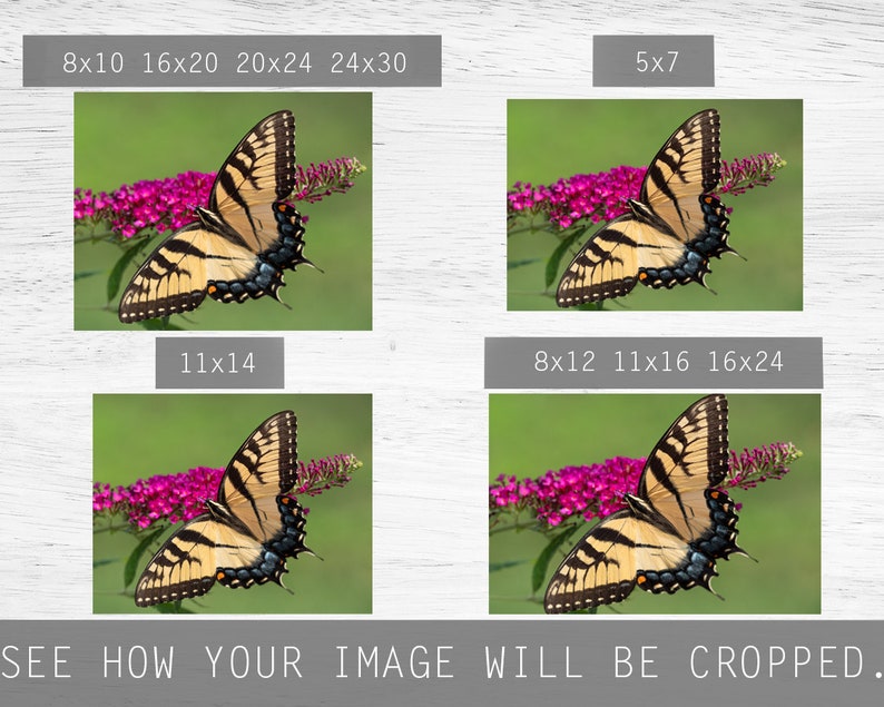 May include: A close-up of a yellow and black butterfly with brown and black wings perched on a pink flower with green leaves. The butterfly is in focus, and the background is blurred.