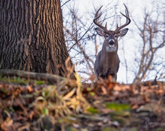 White Tail Buck Deer Photo, Wildlife Nature Wall Art