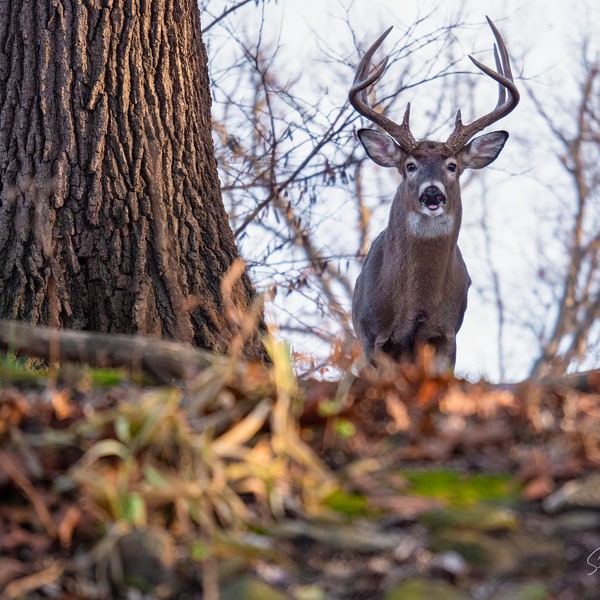 White Tail Buck Deer Photo, Deer Photography, Wildlife Photography, Nature Wall Art, Animal Photo Print