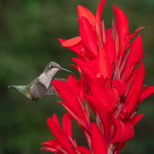 May include: A small hummingbird with green and gray feathers hovers in front of a bright red canna lily flower.