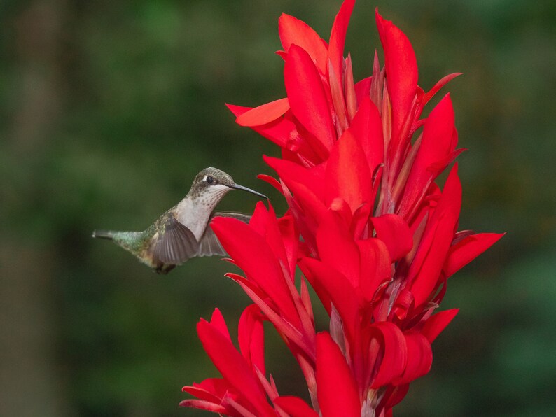 May include: A small hummingbird with green and gray feathers hovers in front of a bright red canna lily flower.