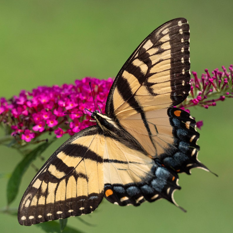 May include: A yellow and black swallowtail butterfly with blue markings on its wings is perched on a cluster of pink butterfly bush flowers.
