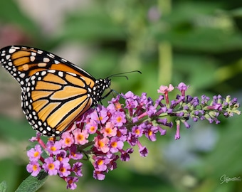 Monarch Butterfly Photography Print, Butterfly Bush, Nature Wall Art