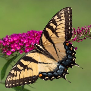 May include: A yellow and black swallowtail butterfly with blue markings on its wings is perched on a cluster of pink flowers.