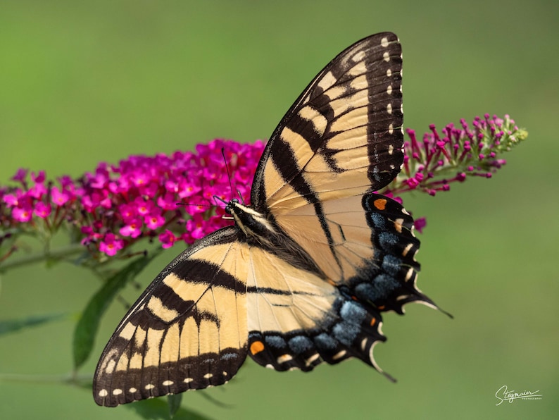 May include: A yellow and black swallowtail butterfly with blue markings on its wings is perched on a cluster of pink flowers.