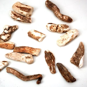 Könnte beinhalten: Eine Sammlung von 14 unregelmäßig geformten, hellbraunen und weißen Stücken getrockneter Wurzel.