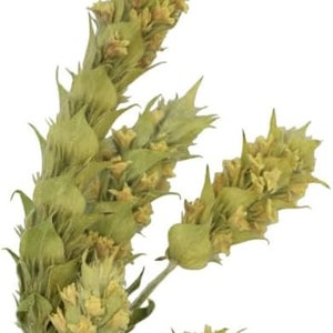 x5 Sideritis Scardica récoltée sur le mont Olympe, thé grec des montagnes séché 5 épis Tsaï Vounou - infusion ou herbes à brûler divination