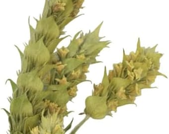 x5 Sideritis Scardica harvested on Mount Olympus, dried Greek mountain tea, 5 ears of Tsai Vounou - infusion or herbs for burning for divination