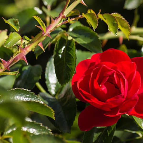 7 small red rose thorns - rituals of love, protection, positive energy - voodoo hoodoo conjures wicca - magical ingredient