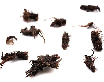 x1 Whole Root of St. Benedict's Herb (Avens) - Exorcism, Purification - Voodoo, Hoodoo, Santeria, Wicca, Witch, Altar, Green Magic, Pagan