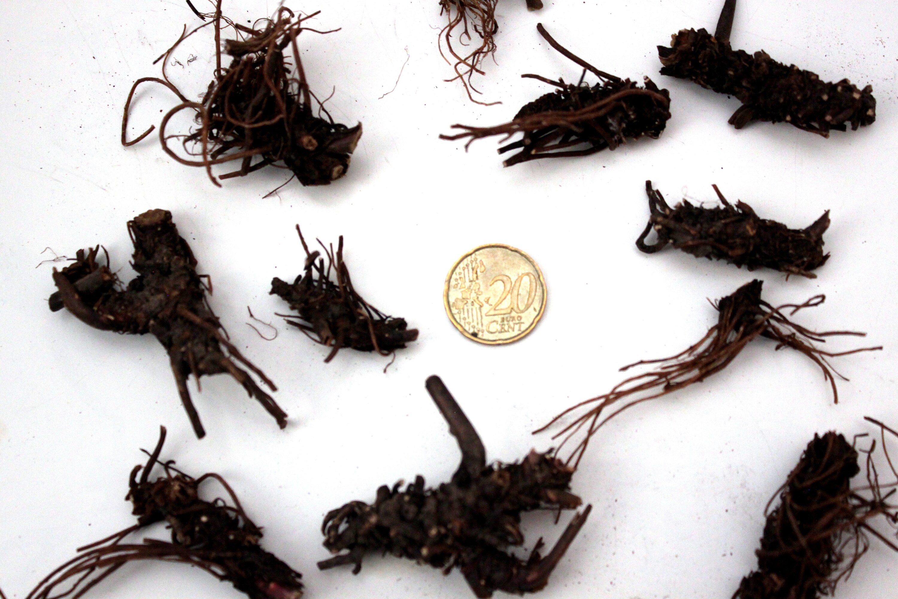 Voodoo Roots X1 Whole Root of St. Benedict's Herb (avens) - Exorcism, Purification ...