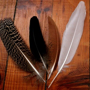 Puede incluir: Cuatro plumas de diferentes colores y patrones están dispuestas sobre una superficie de madera. Las plumas son negras, marrones, blancas y marrones y negras moteadas.