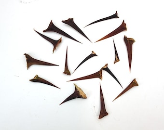 x1 Acacia Thorn (single), Wicca, spell jar, green magic, energy protection, purification