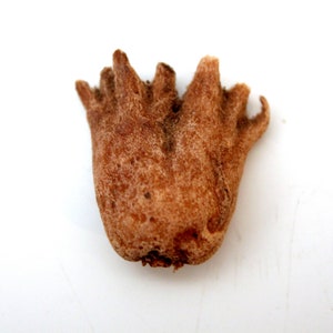 Può includere: Primo piano di un oggetto secco di colore marrone a forma di fiore con cinque petali. L'oggetto ha una superficie ruvida e testurizzata e sembra essere fatto di materiale naturale.