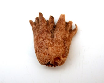 x1 Whole root of lucky hand - lucky hand - luck and success - voodoo hoodoo santeria - wicca witch altar green pagan magic